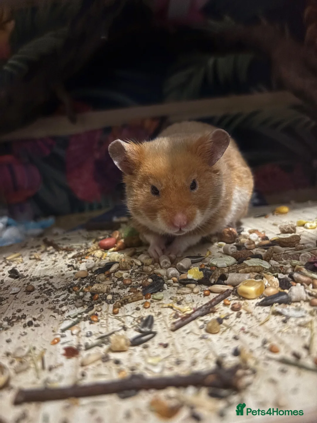 Hamster rodents for sale: Grown on hamsters  - Advert 2