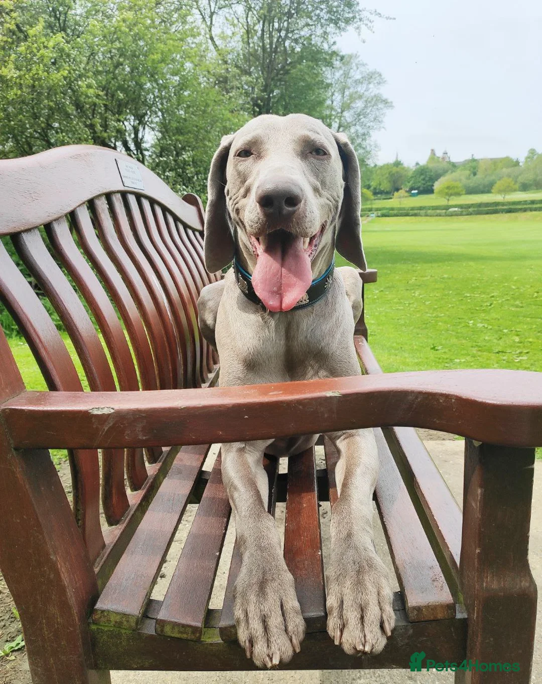 Weimaraner dogs for stud: 🔥super stud🔥Hipscored🔥KC reg in Woodbridge - Advert 30