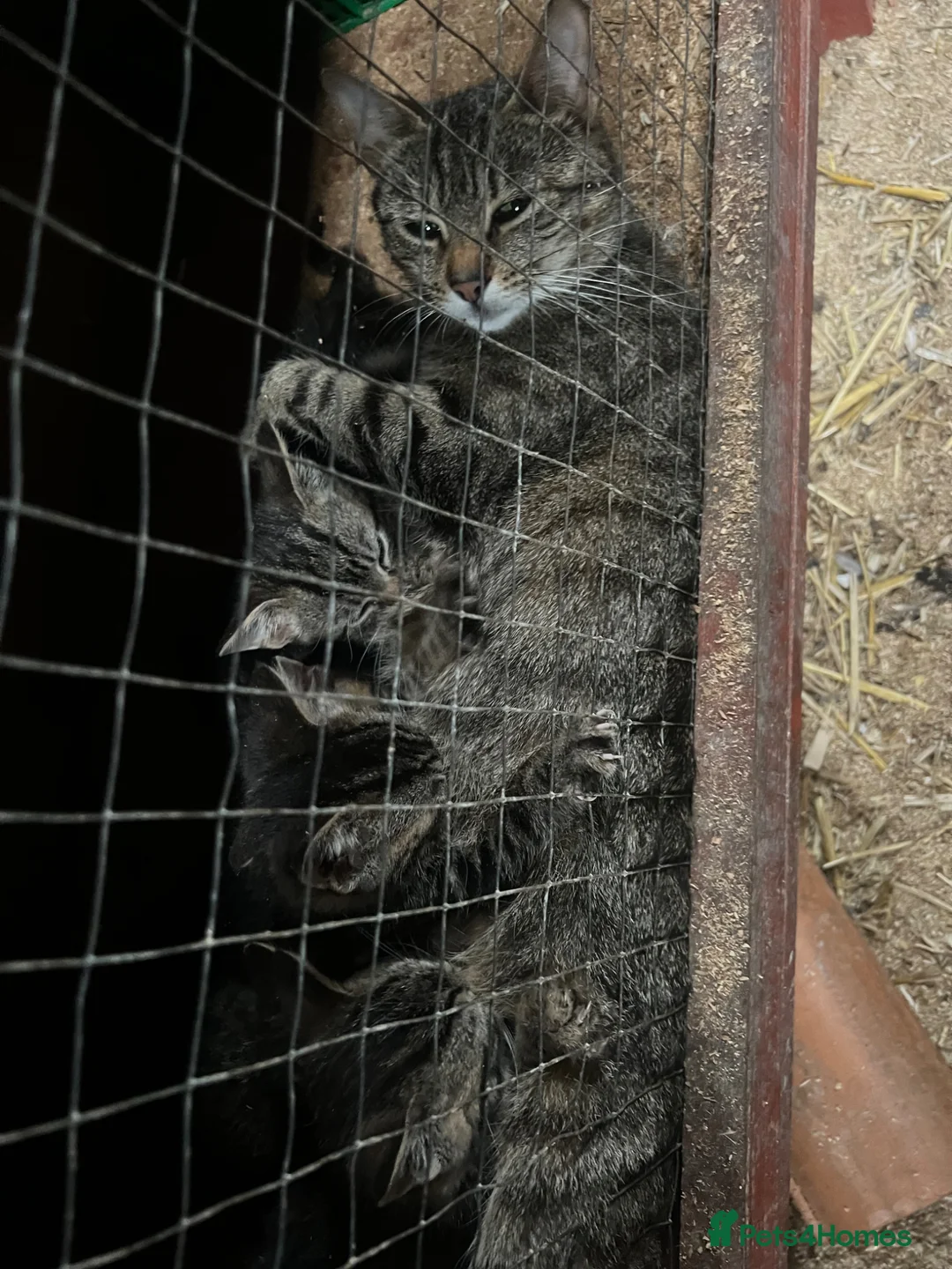 Mixed Breed cats for sale: Kittens - Advert 6