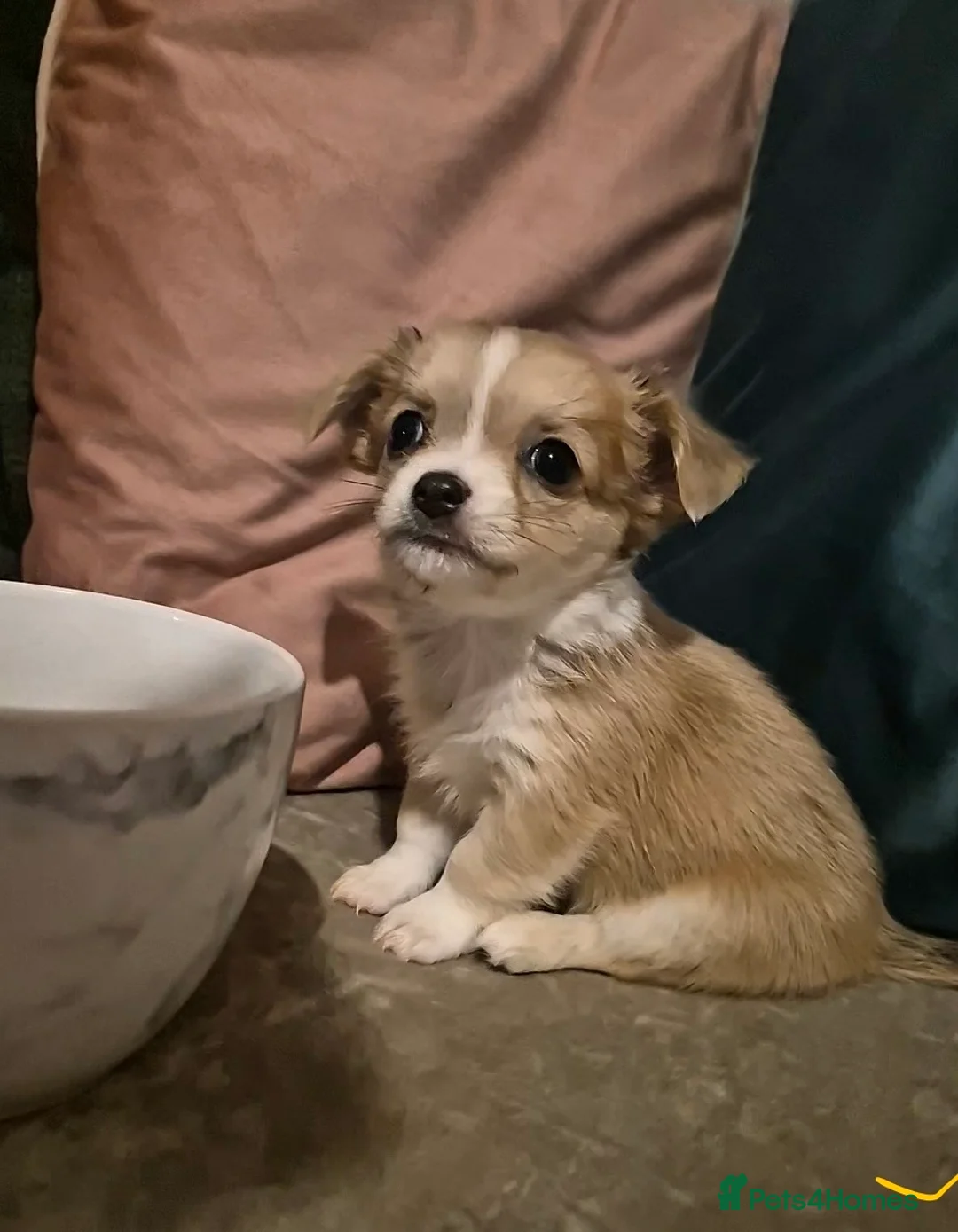 Chihuahua dogs for sale: Pure Chihuahua puppies  - Advert 4