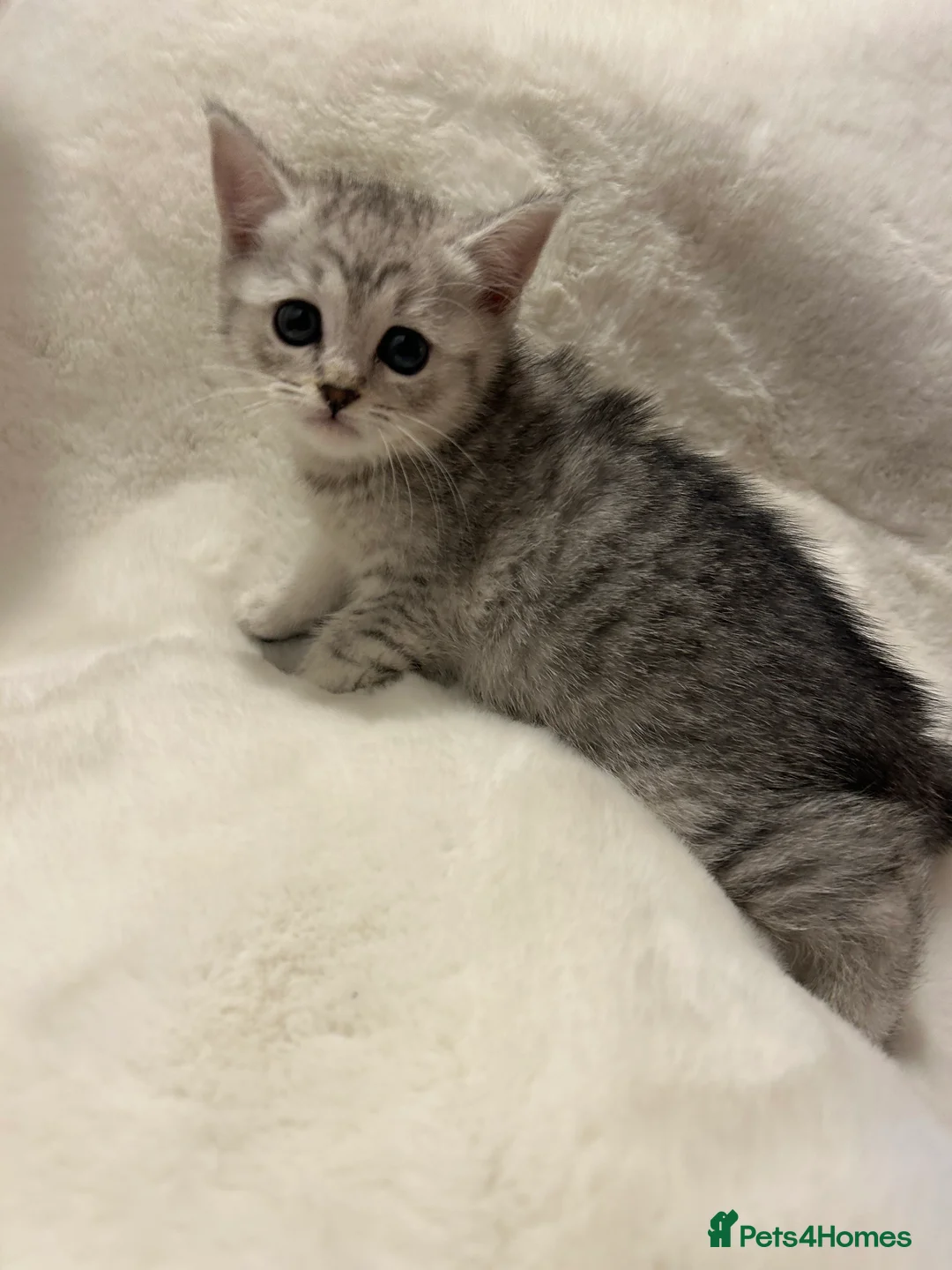 Scottish Fold cats for sale: Scottishfold kittens  - Advert 2