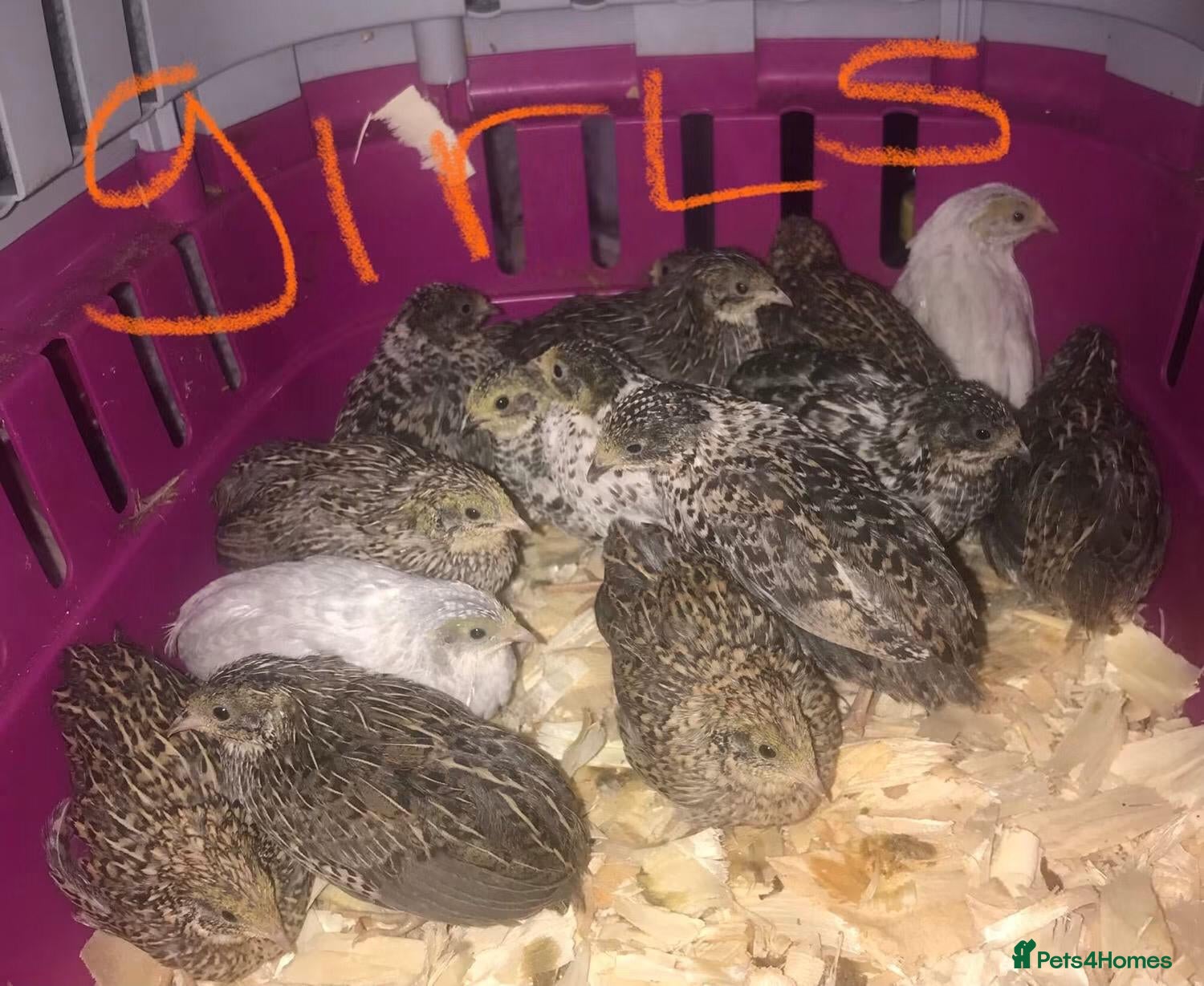 Quail poultry SEXED QUAILS/CHINESE PAINTED BUTTONS ! - Advert 16