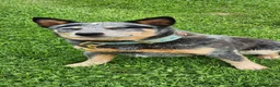 Australian Cattle Dog dogs for sale: Australian cattle dog  - Advert 1