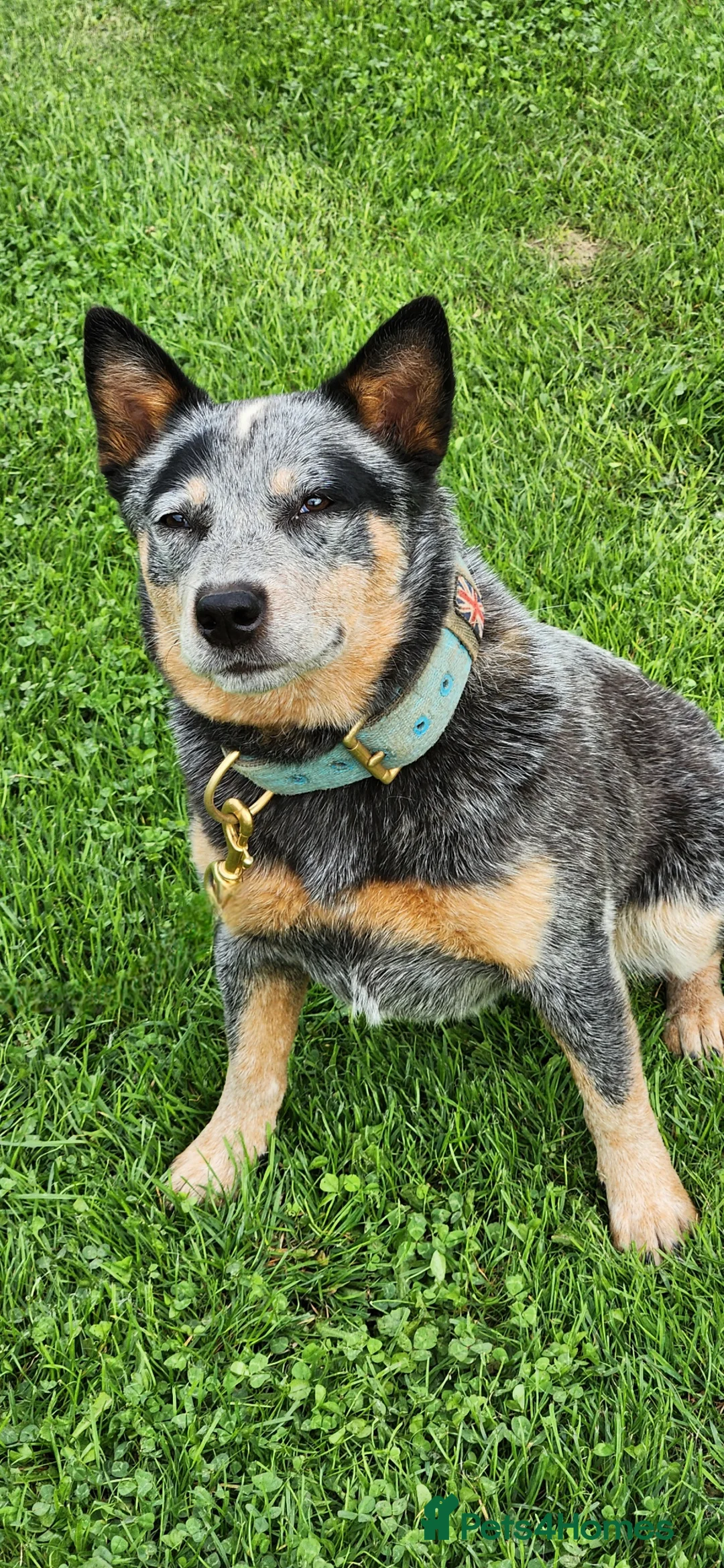 Australian Cattle Dog dogs for sale: Australian cattle dog  - Advert 1