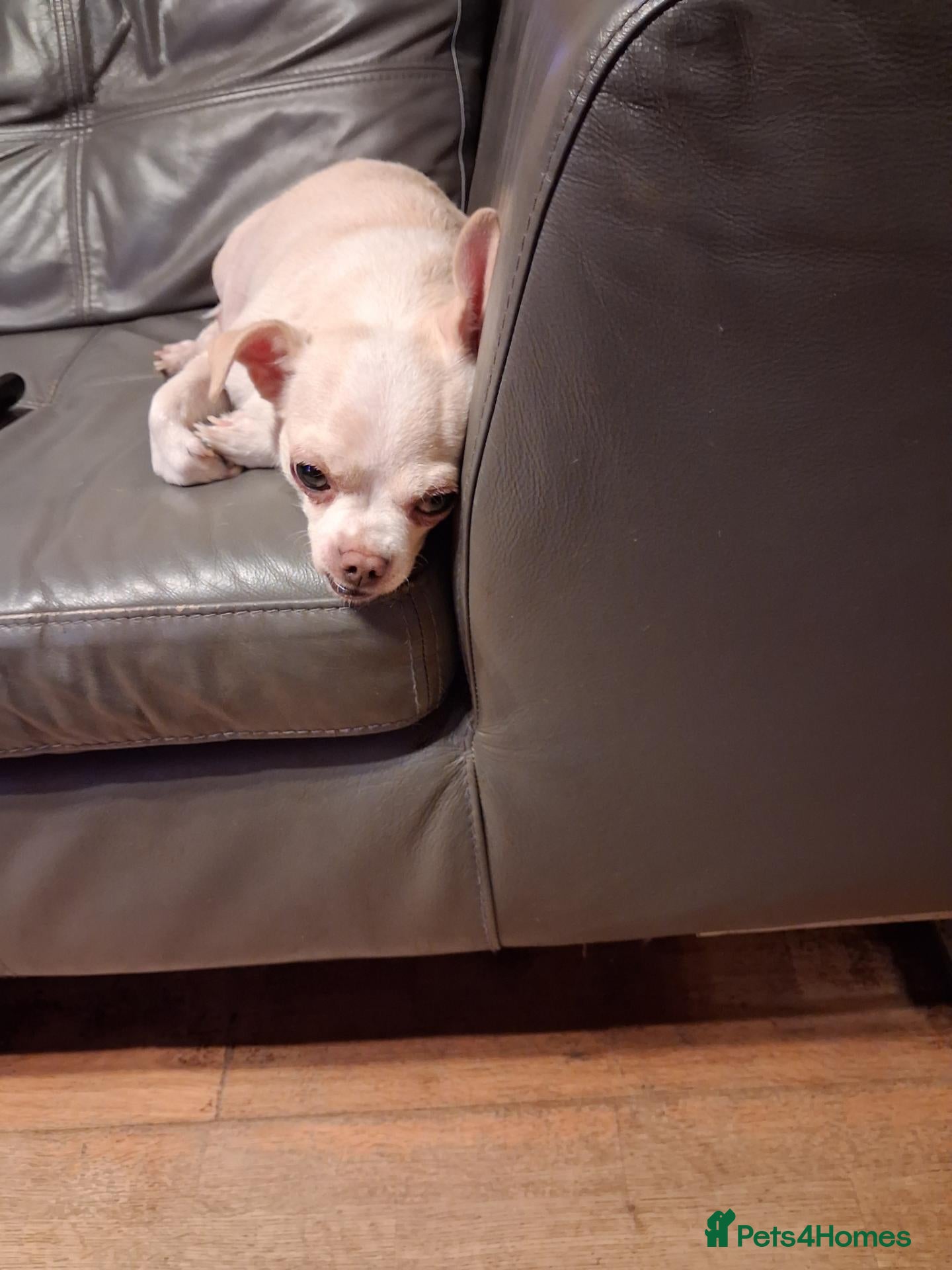 Chiweenie dogs Chiweenies for sale  - Advert 1