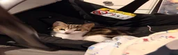 Mixed Breed cats for sale: 3 month old male kitten in Spennymoor - Advert 3