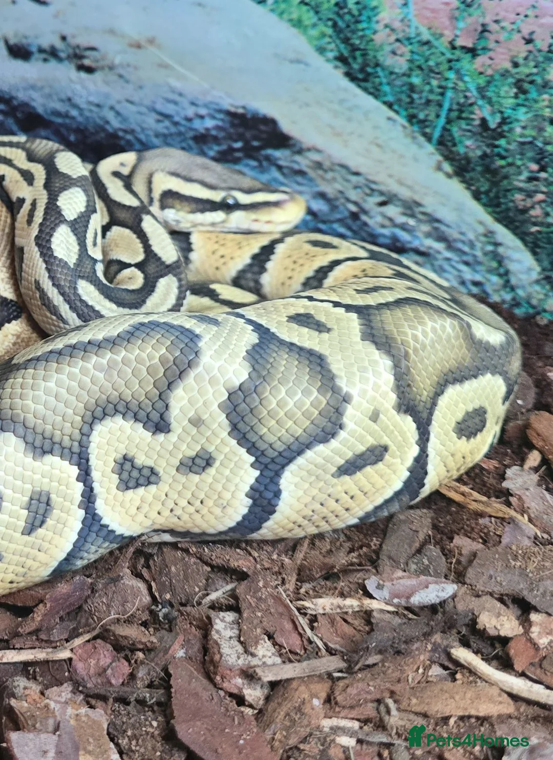 Python Snake reptiles for sale: Male hypo pastel royal python in Thetford - Advert 4