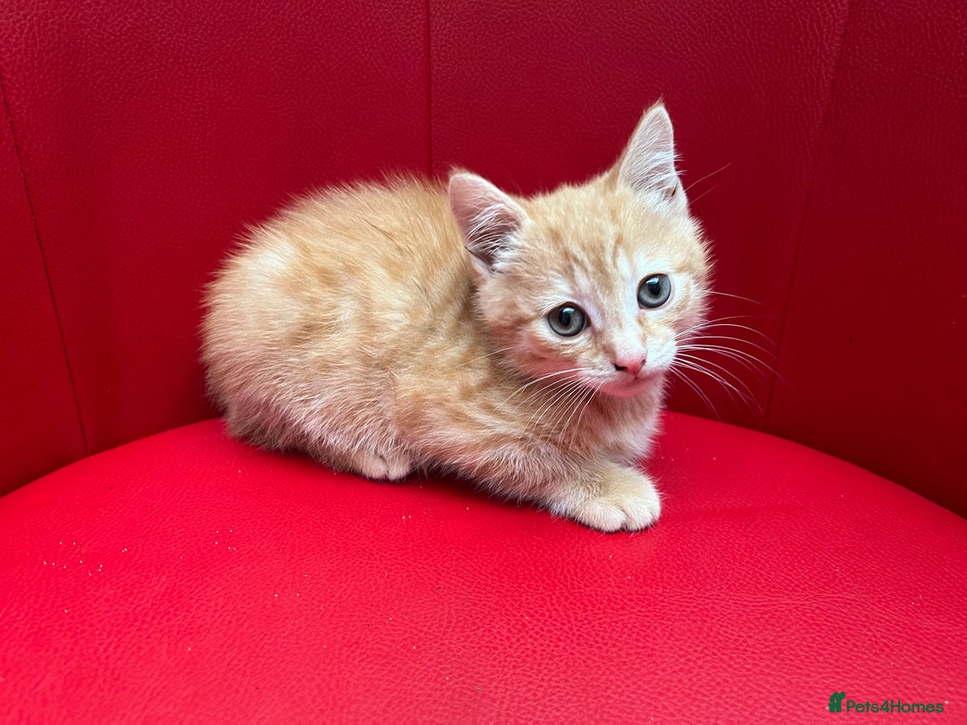Mixed Breed cats for sale: Ginger Boy looking for a loving home. - Advert 6