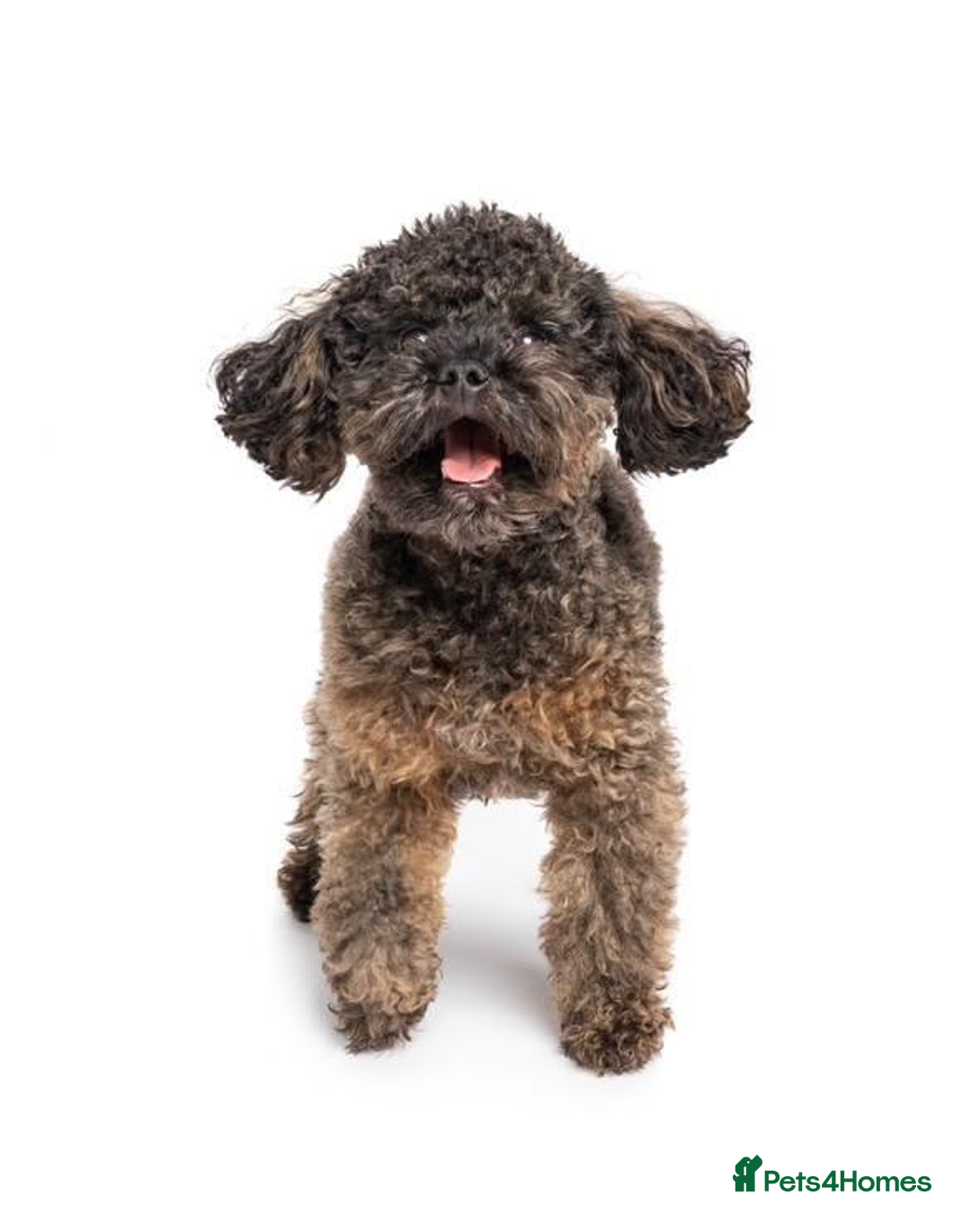 Schnoodle dogs for sale: Exceptional Miniature Schnoodle Puppies - Advert 7
