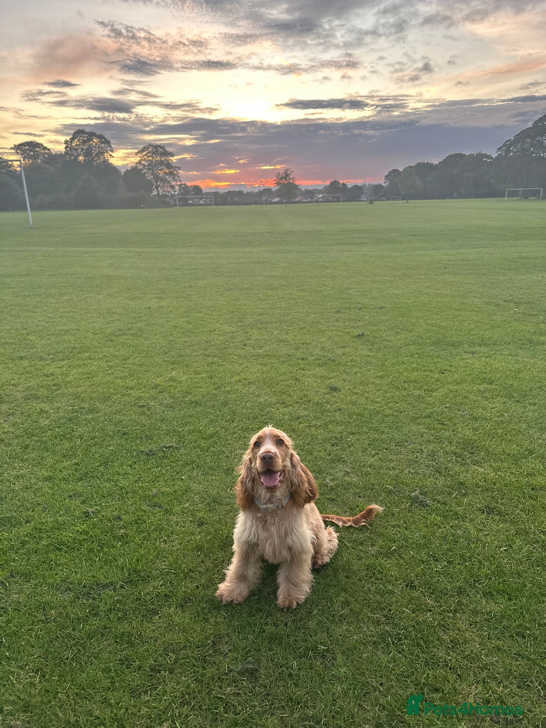 Cocker Spaniel dogs for sale: Cocker Spaniel - Advert 2