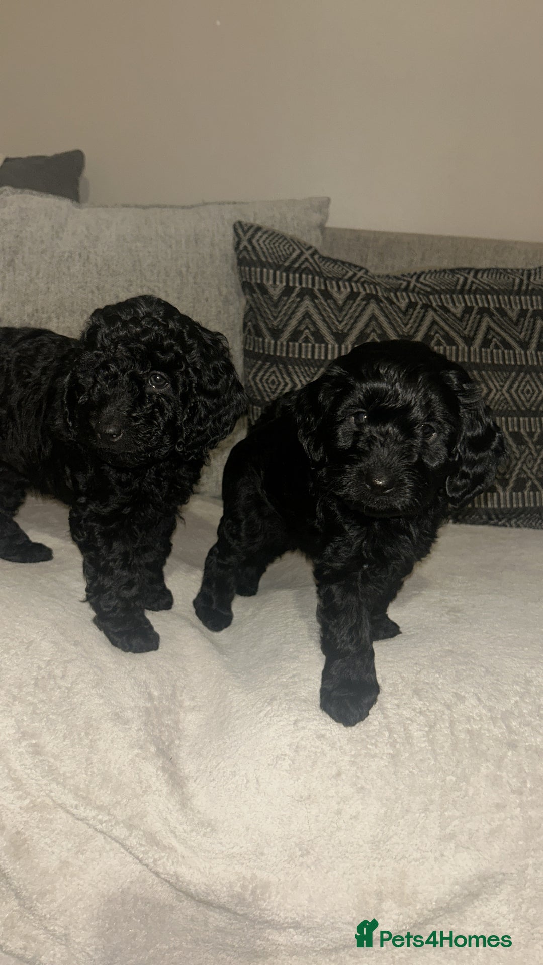 Cockapoo dogs for sale: Beautiful Cockapoo Puppies  - Advert 8