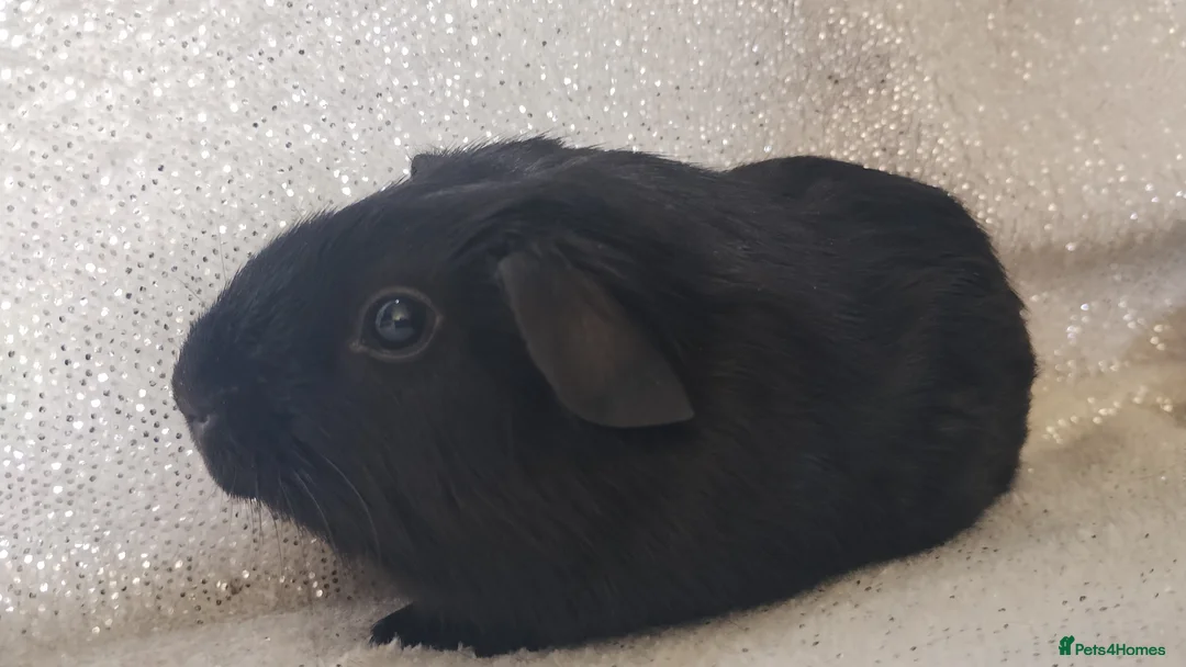 Guinea Pig rodents for sale: Lonely male baby guinea pig Ready now - Advert 5