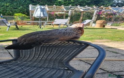 Chickens poultry for sale: Grey Silver Dorkings  - Image 4