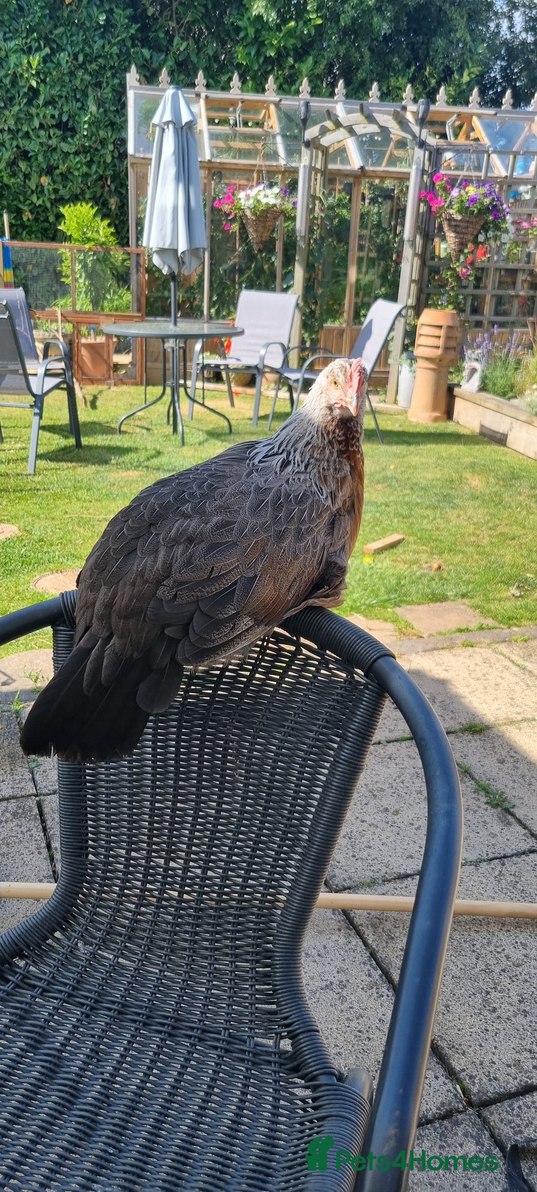 Chickens poultry for sale: Grey Silver Dorkings  - Image 4