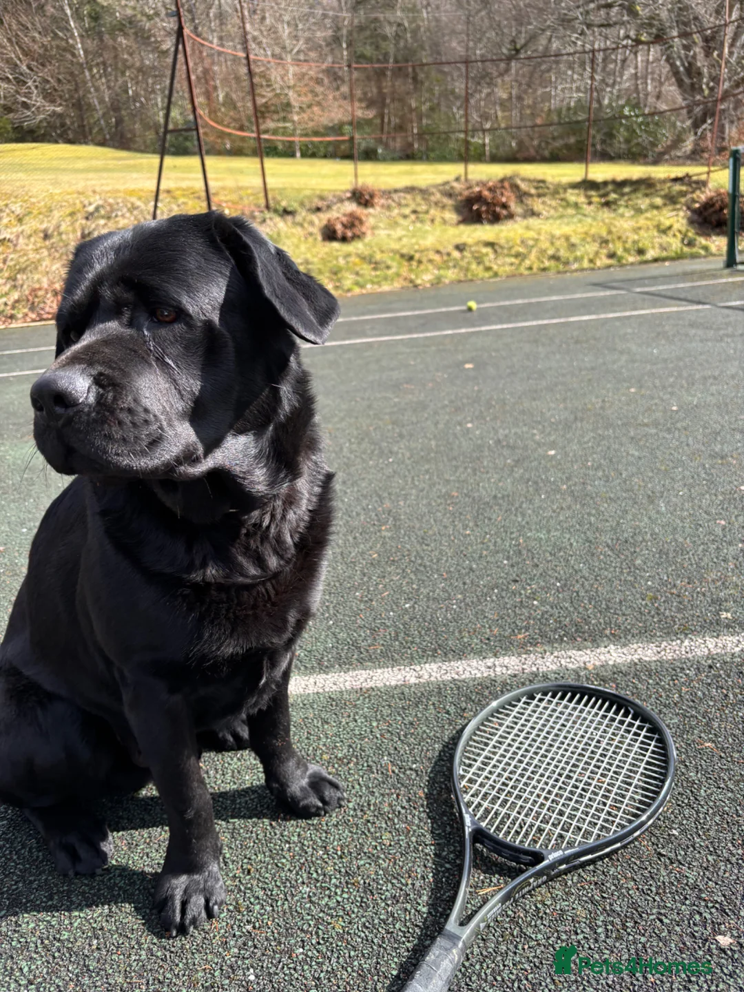 Labrador Retriever dogs for sale: True Show Line Labrador Puppies  - Advert 2