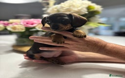Miniature Dachshund dogs for sale: Miniature Dachshunds  - Image 11