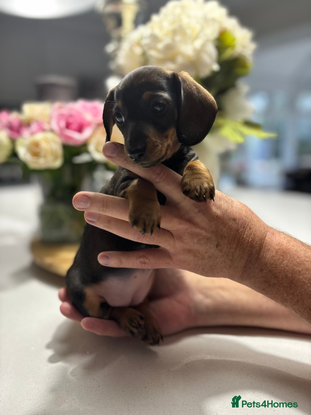 Miniature Dachshund dogs for sale: Miniature Dachshunds  - Image 11
