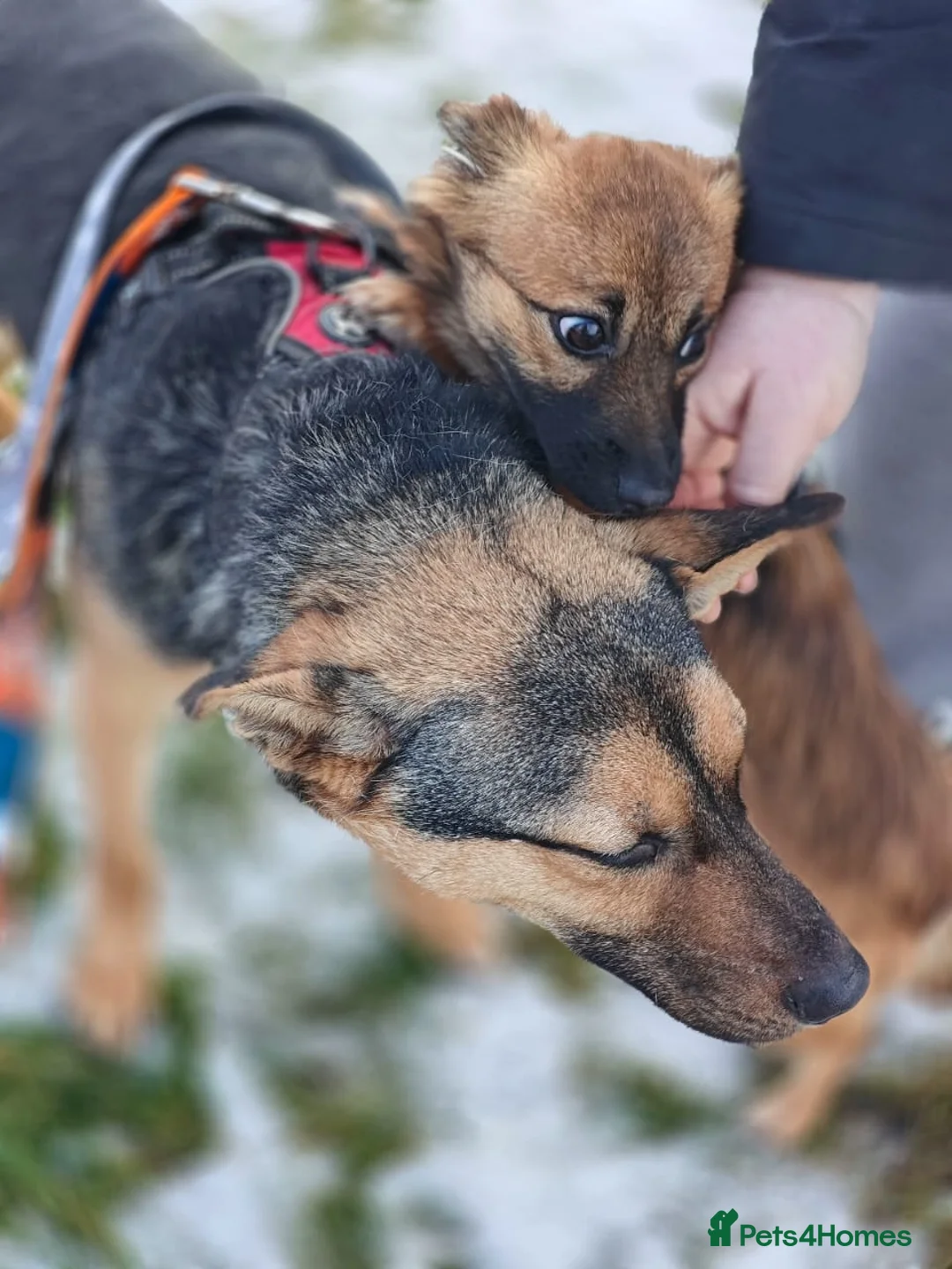 Mixed Breed dogs for adoption: URGENT FOSTER PLEA-💙 Mozart, 1 yo, lower-medium - Advert 17