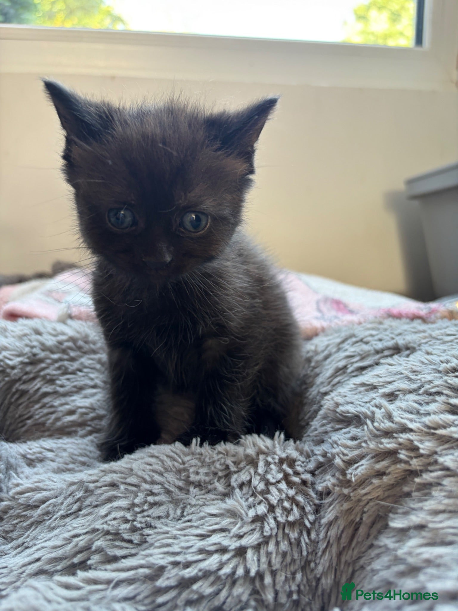 Mixed Breed cats READY TO LEAVE One full black boy - Advert 8