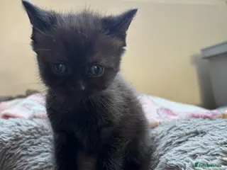 Mixed Breed cats READY TO LEAVE One full black boy - Advert 8