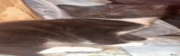Norwegian Forest Cat cats for sale: Norwegian forest/Persian - Advert 4