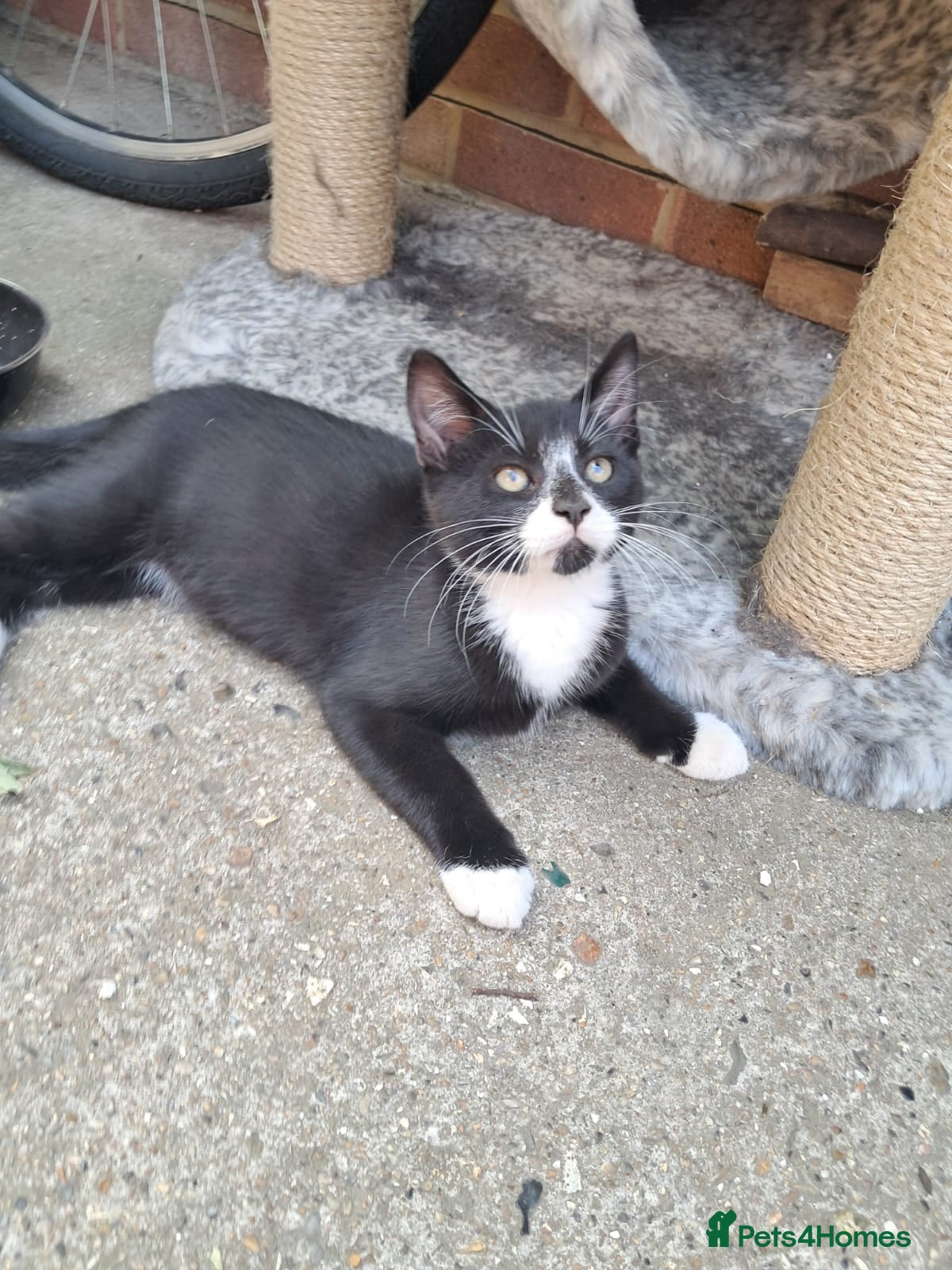 Mixed Breed cats Two Sweety boys one Black/white boy and tabby boy  - Advert 2