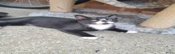 Mixed Breed cats for sale: Two Sweety boys one Black/white boy and tabby boy  - Advert 6