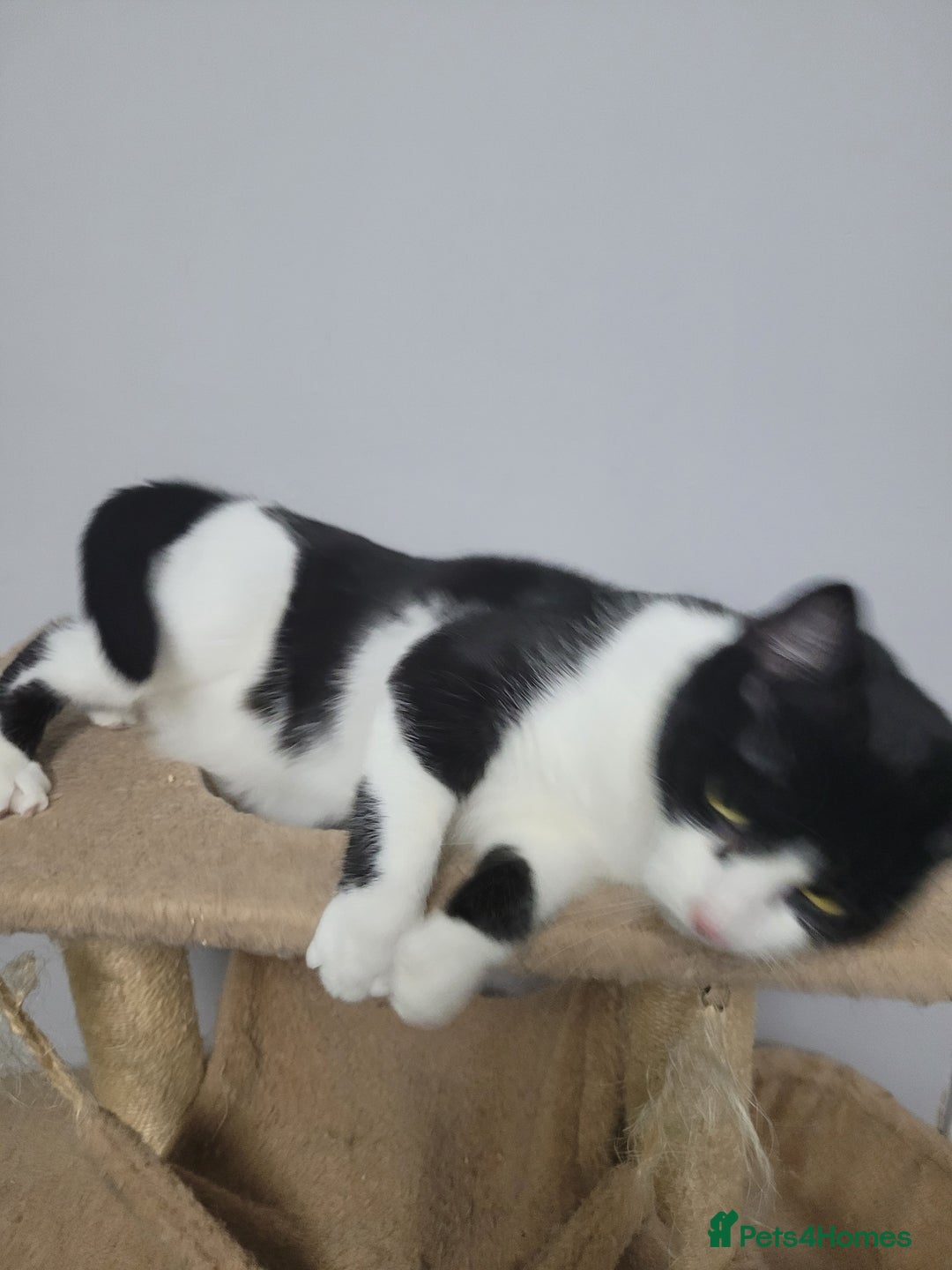 Domestic Shorthair cats for sale: Brother and sister looking for a new home - Advert 3
