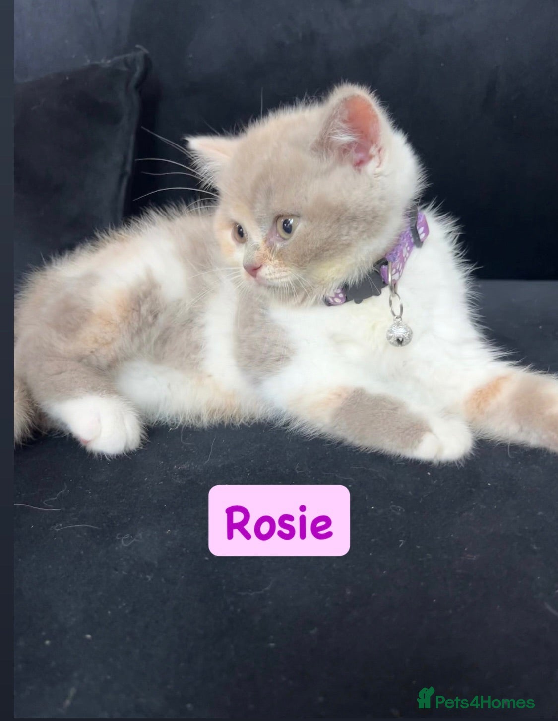 British Shorthair cats Incredible Rare Tortie British Shorthair GCCF £800 - Advert 1