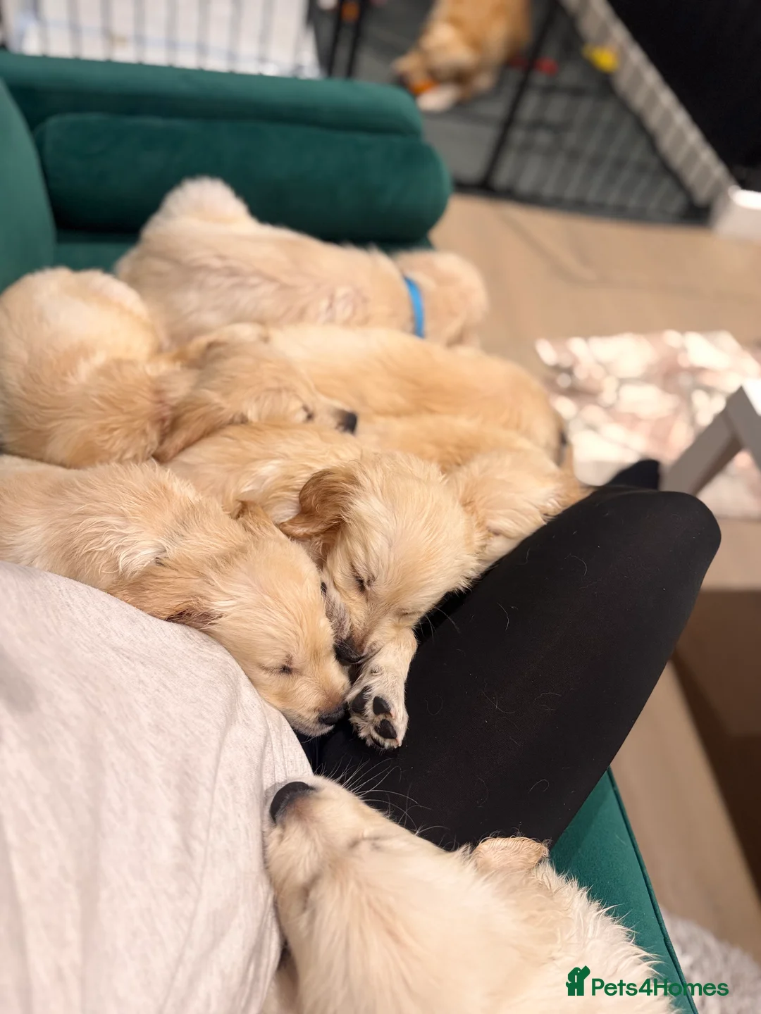 Golden Retriever dogs for sale: Champion line-KC Reg. Golden Retriever Puppies💖💙 - Advert 34