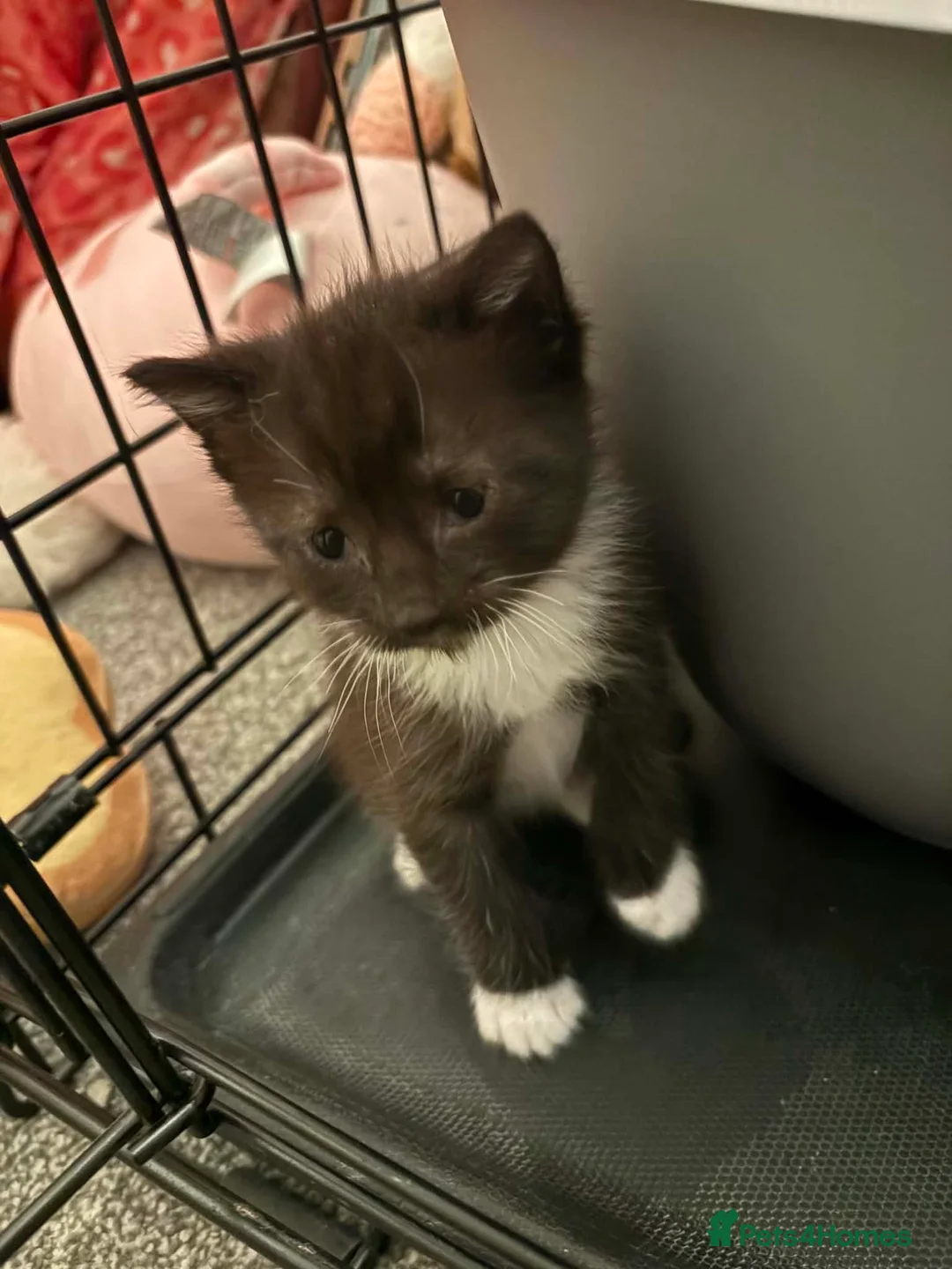Mixed Breed cats for sale: Cute kitten ready to view 😍  - Advert 1