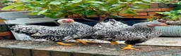 Hens poultry for sale: Pair silver laced wyandotte bantam pullets - Advert 1