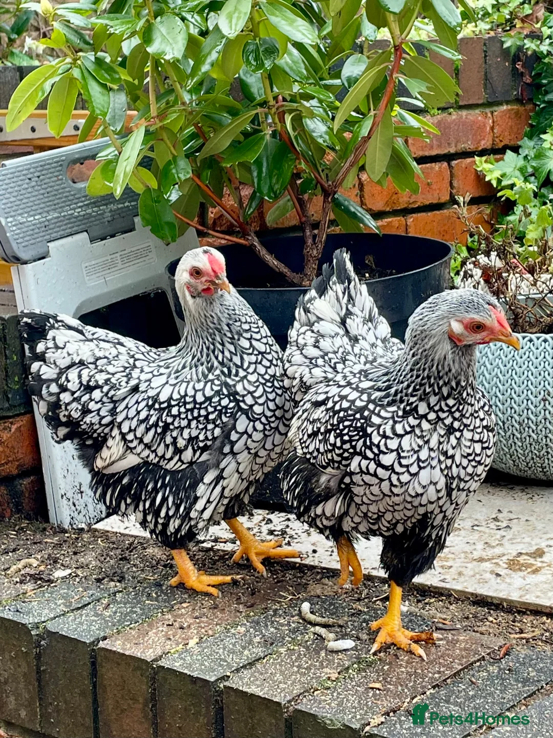 Hens poultry for sale: Pair silver laced wyandotte bantam pullets - Advert 1