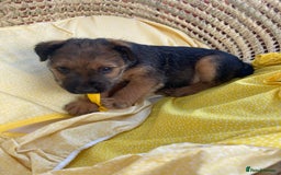 Lakeland Terrier dogs for sale: Lakeland terrier  - Image 5