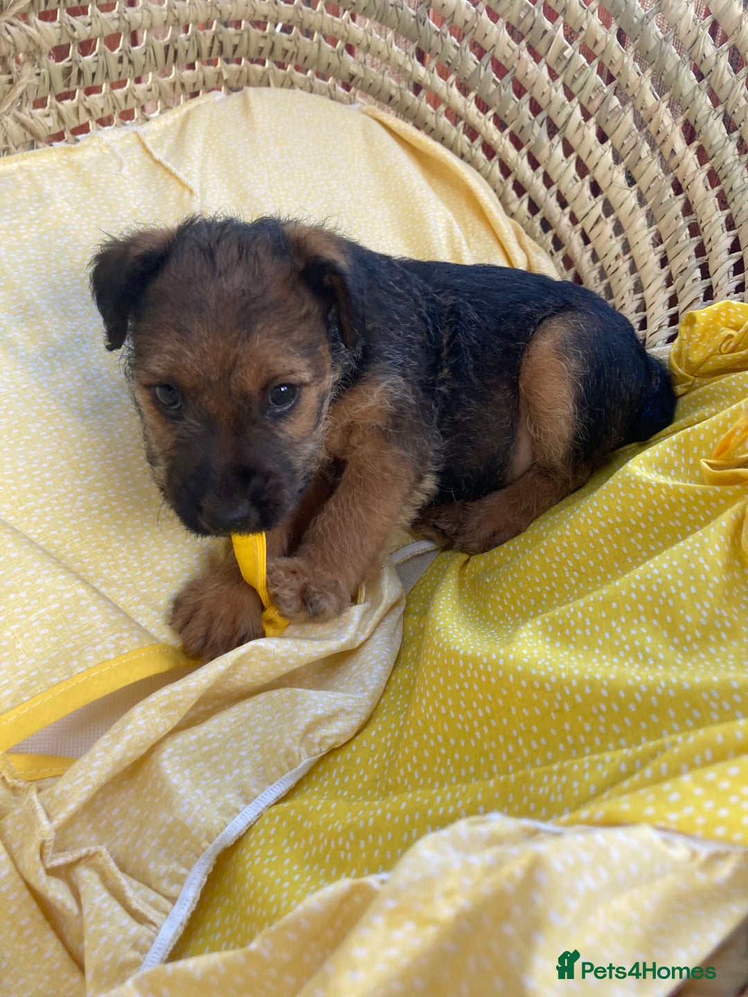 Lakeland Terrier dogs for sale: Lakeland terrier  - Image 5