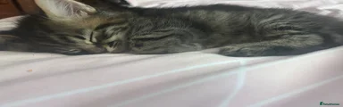male kitten 