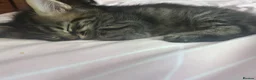 Bengal cats for sale: 2 kittens needing forever homes  in Aldershot - Advert 3