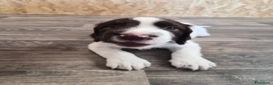 English Springer Spaniel 3