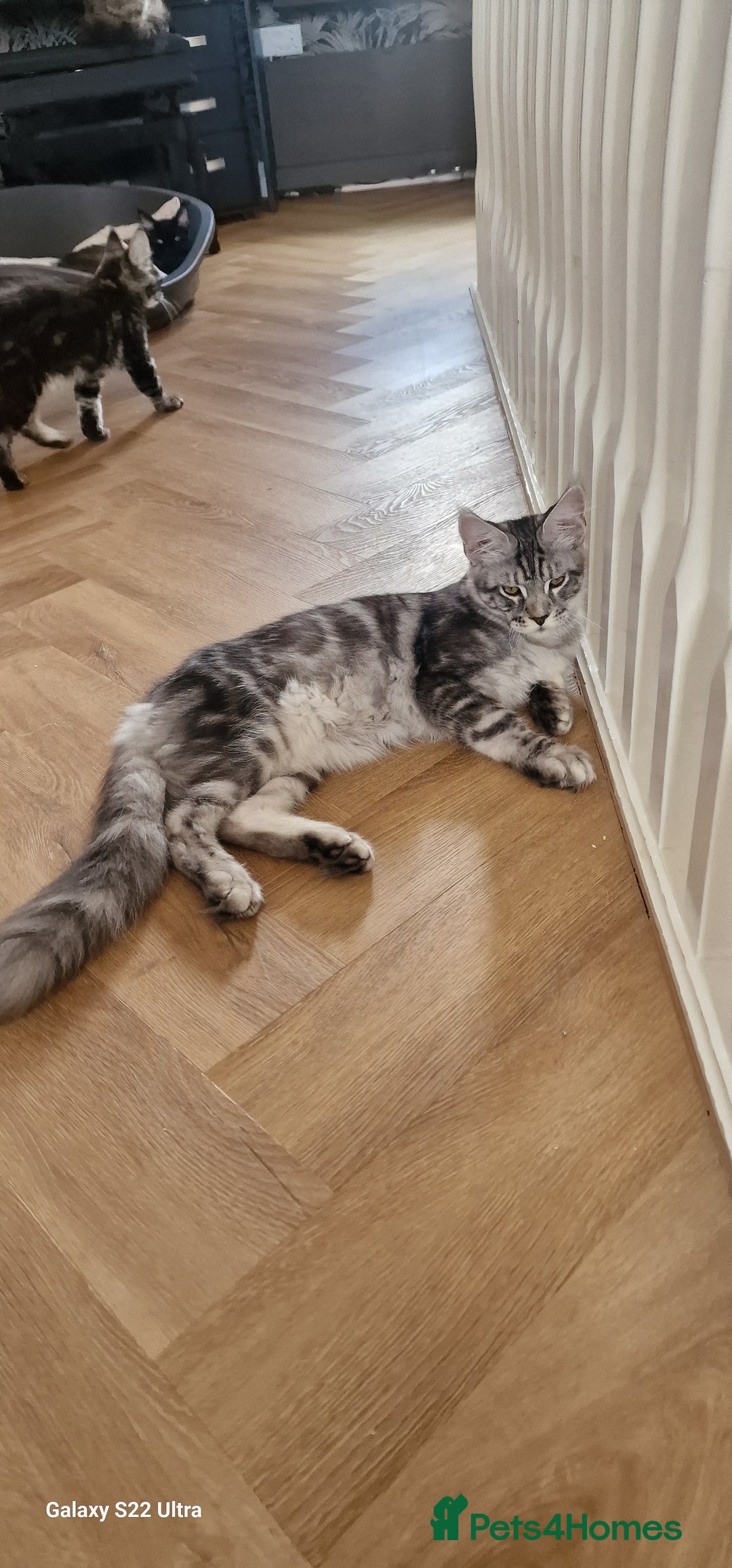 Maine Coon cats for sale: Pure Maine coon👑 - Image 7