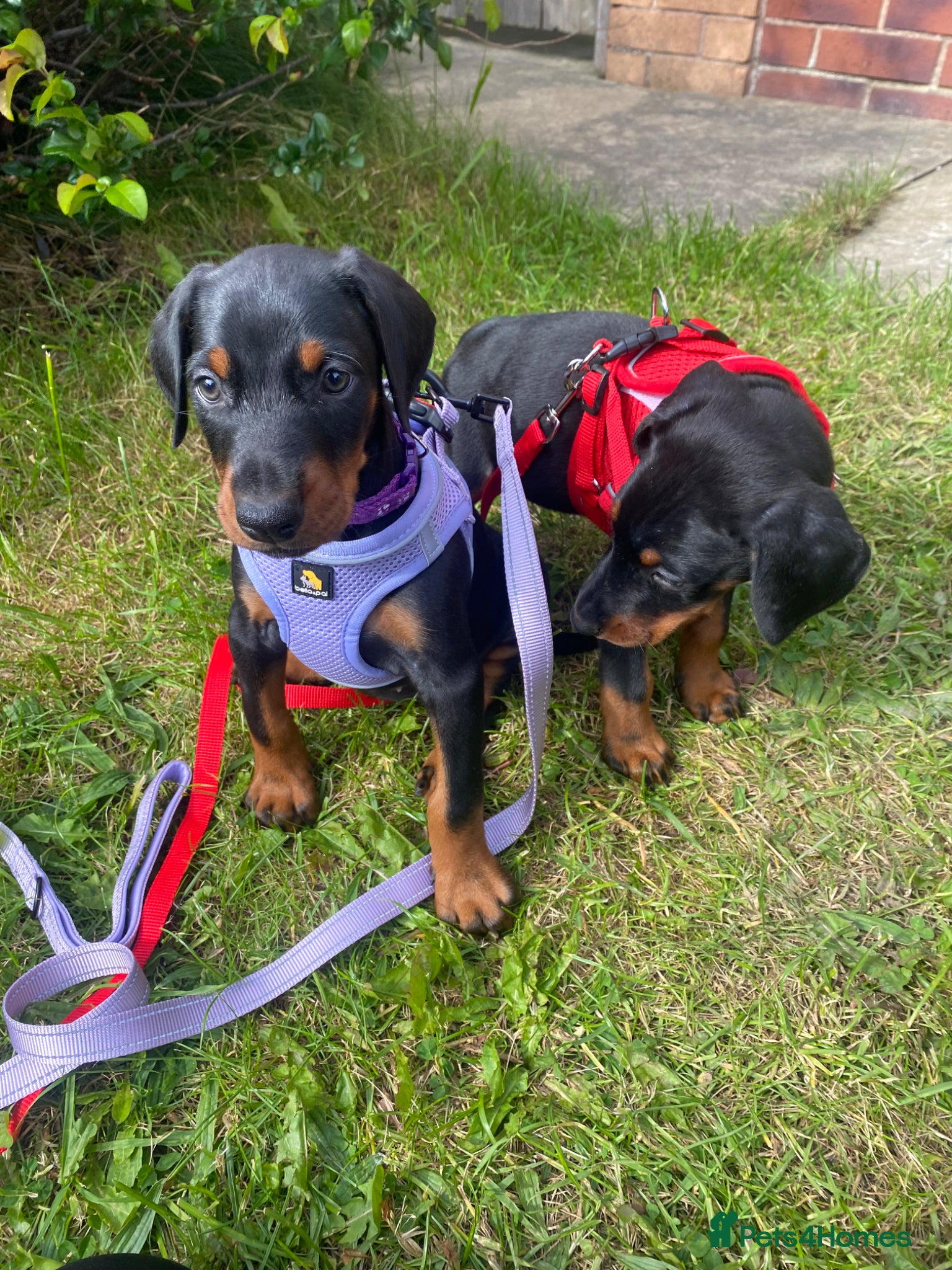 Dobermann dogs Ready 28th May Kc Health tested Black & Tan girls  - Advert 14