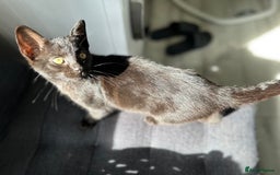 Mixed Breed cats for sale: Ragdoll mix  - Image 10