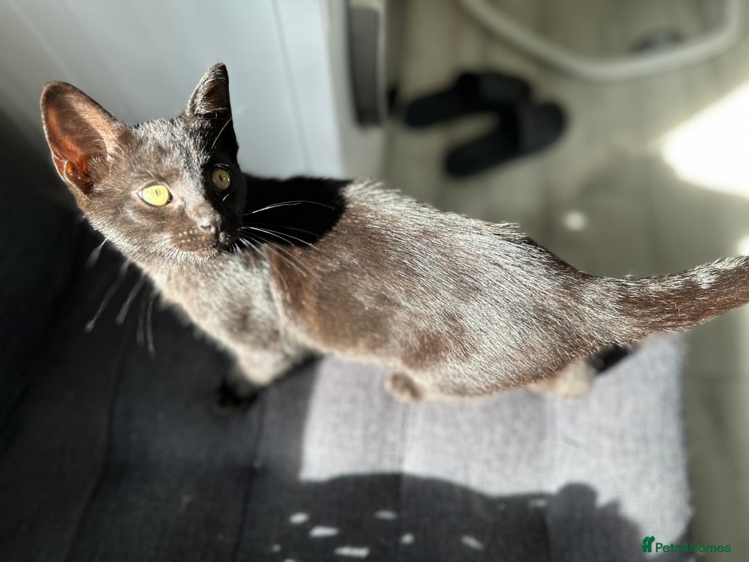 Mixed Breed cats for sale: Ragdoll mix  - Image 10