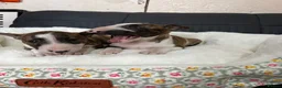 Miniature Bull terrier dogs for sale: Miniature bull terrier puppies  - Advert 7