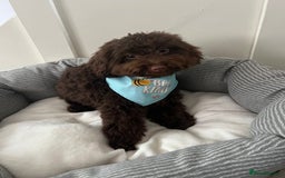 Toy Poodle dogs for sale: Toy poodle puppy  - Image 2