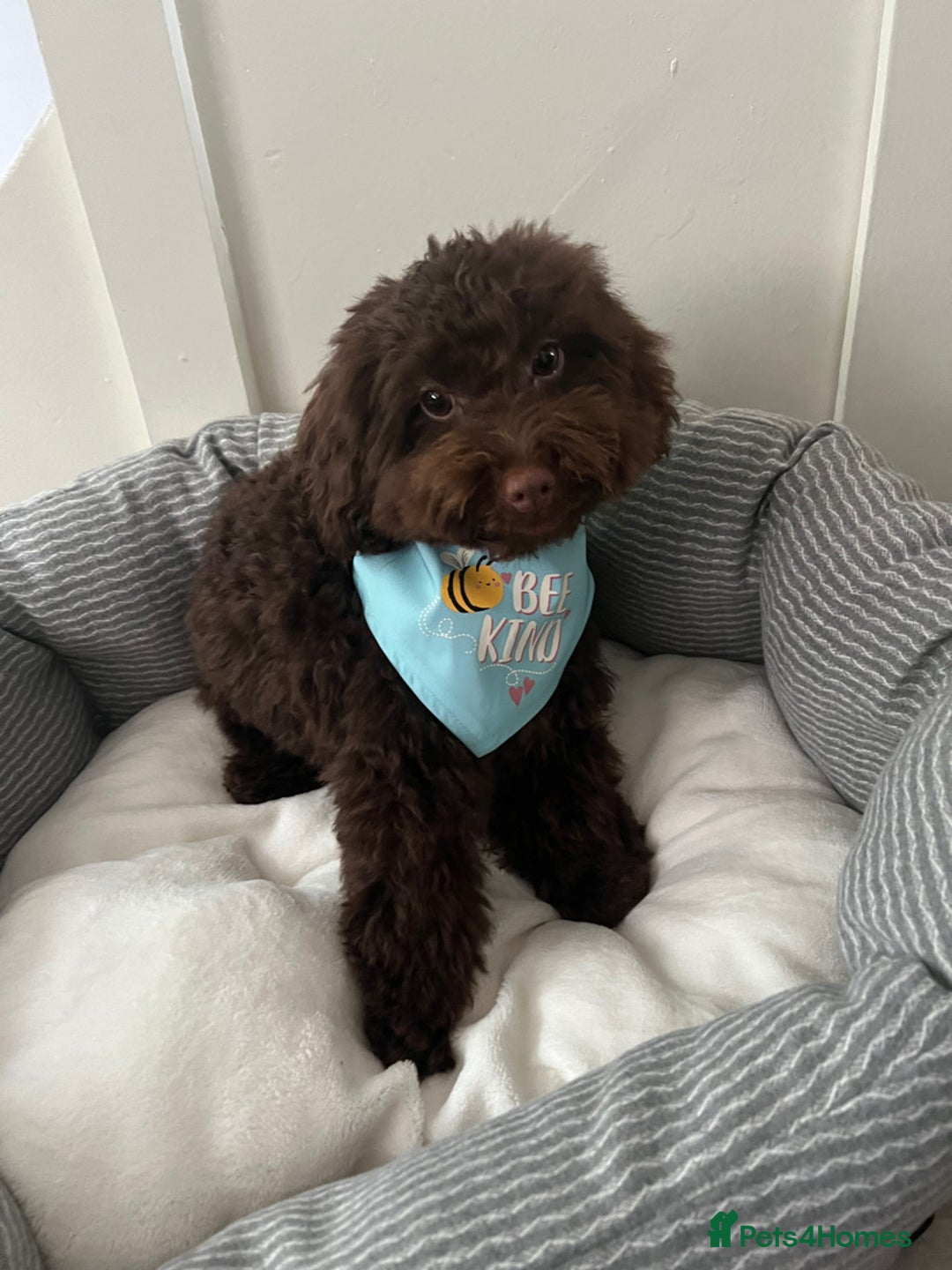 Toy Poodle dogs for sale: Toy poodle puppy  - Image 2