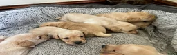 Labrador Retriever dogs for sale: Quality Labrador puppies  - Advert 21