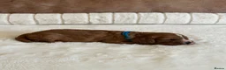 Cavapoo dogs for sale: 🐾 Extensively Health Tested Puppies 🐾 - Advert 3