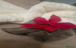 French Lop rabbits for sale: Long-Haired Pedigree French Lop GIANTS Elite Giant - Advert 8