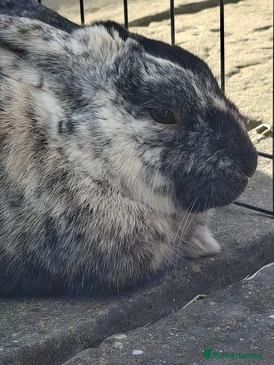 Harlequin rabbits for sale: Male Harlequin 2 years in Scunthorpe - Advert 2