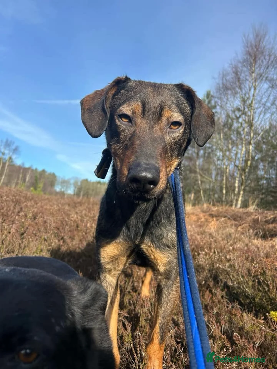 Mixed Breed dogs for adoption: Mr Bean - Norwich Norfolk  in Norwich - Advert 4